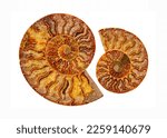 Two polished ammonite fossil shell with yellow calcite cristals inside isolated on white background. Beautiful golden calcite mineral texture for background close-up. Top view.