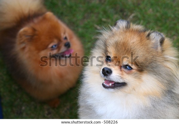 Two Pomeranian Dogs Different Colors Stock Photo (Edit Now) 508226