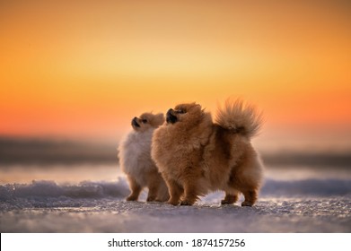 two pomeranian spitz dogs posing outdoors in winter at sunset