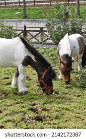 Two Ponies Grazing In The Equestrian Club