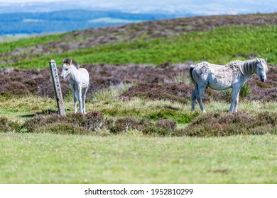 Two Ponies On Long Mynd 