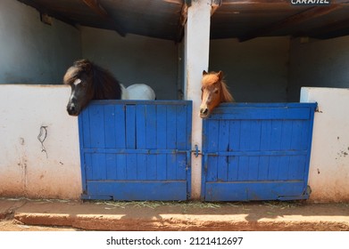 Two Pony Horses On The Stable, On A Moroccan Farm