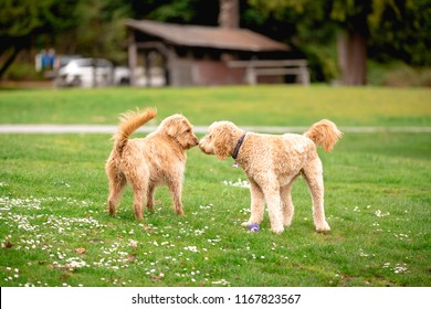 Two poodle cross mix dogs in a park greeting eachother