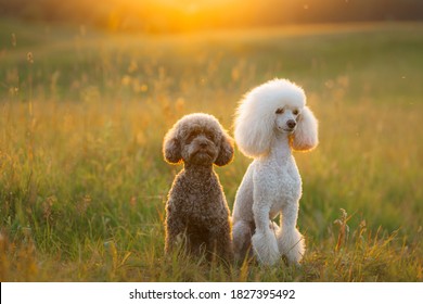 are poodles allergic to grass