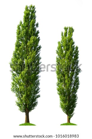 Two poplar trees isolated on a white background.
