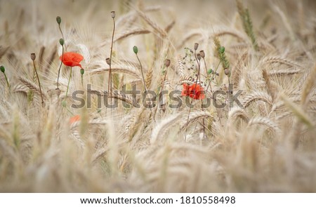 Similar – Image, Stock Photo small red Agriculture