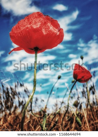 Similar – Rote Mohnblumen und Mohnknospen vor blauem Himmel