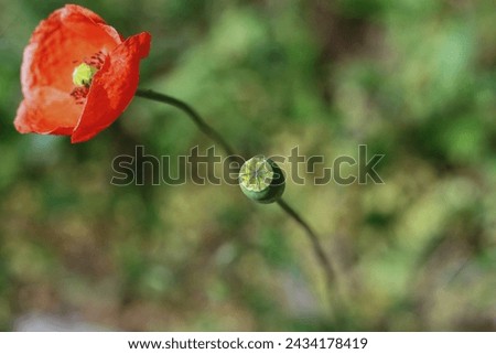 Similar – Image, Stock Photo Poppy day again Nature