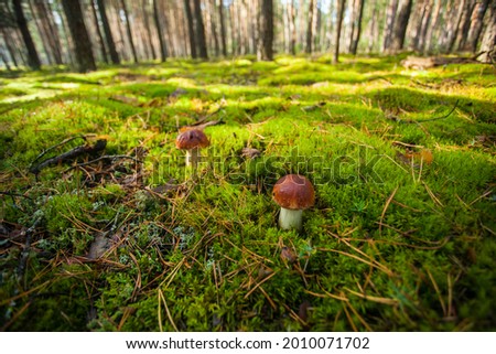 Two porcini mushrooms on a green meadow in the forest. Ecotourism in a beautiful forest. Mushrooms with beautiful caps on the background of the forest
