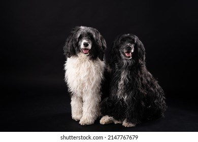 Two Portuguese Water Dog Sitting On Black Background