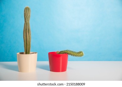 Two pots red and white with a large and a small cactus on a blue background. The concept of drugs to improve erection and libido. Viagra, men's health.