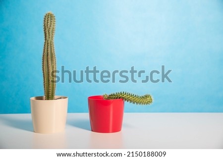 Two pots red and white with a large and a small cactus on a blue background. The concept of drugs to improve erection and libido. Viagra, men's health.