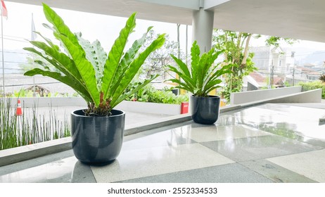 Two potted Bird's Nest Ferns (Asplenium nidus) in sleek black ceramic pots placed on polished tiled flooring in an open modern space with natural greenery in the background - Powered by Shutterstock