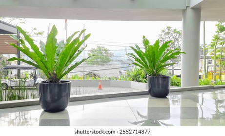 Two potted Bird's Nest Ferns (Asplenium nidus) in sleek black ceramic pots placed on polished tiled flooring in an open modern space with natural greenery in the background - Powered by Shutterstock