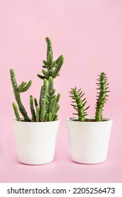 Two Potted Cacti Houseplants On Pink Background