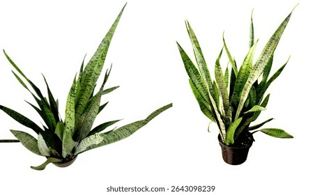Two potted snake plants on white background, one viewed from above with starburst leaf pattern, the other from the side with dense upright leaves, both with dark tiger-striped foliage