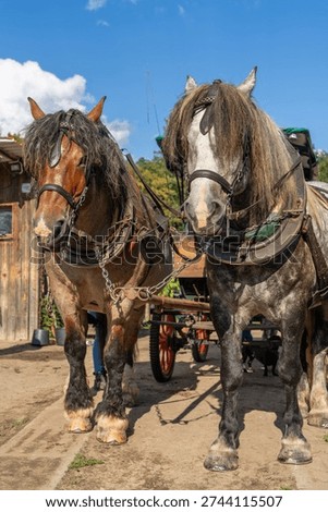 Two powerful draft horses harnessed to traditional wagon standing calmly in countryside farmyard. Rural scene with working animals, agriculture concept, traditional farming lifestyle.