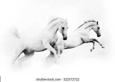 two powerful snow white horses jumping over a white background
