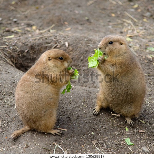 Two Prairie Dogs Eating Lettuce Stock Photo Edit Now 130628819