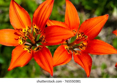 Two Prairie Lilies (Lilium Philadelphicum).