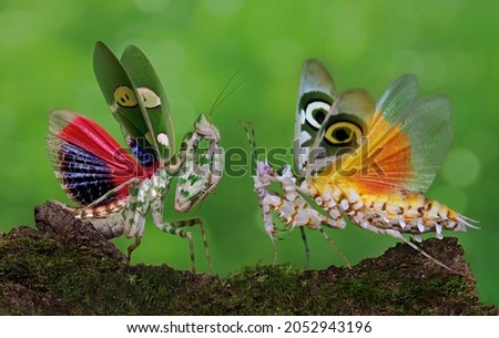 Two praying mantises are is developing beautiful wings.