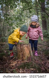 Two preschool children exploring forest, in autumn clothing, playing and learning in nature, alternative learning methods, homeschooling