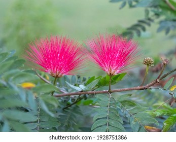 two pretty pink flowers growing on a mimosa tree at the taj mahal in agra, india - Powered by Shutterstock