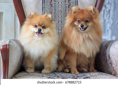 Two pretty pomeranian puppies are sitting in a large armchair. Pet animals.