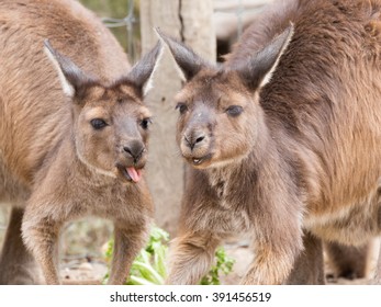 Two pretty smart red kangaroos, with big funny ears and soft fur dlinnyoy, talk over dinner, at Sydney zoo in good weather