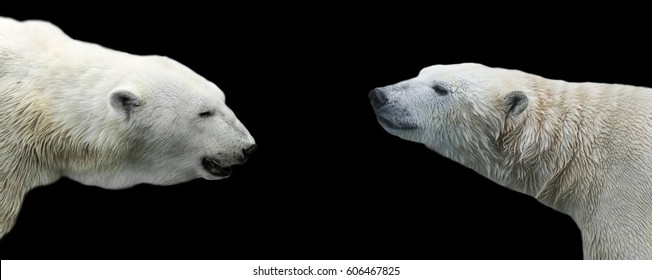 two profiles of the polar bear across from each other on an isolated black background - Powered by Shutterstock