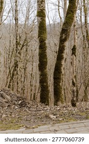 Two prominent moss-covered tree trunks standing next to a stone path. Represents the intersection of urban planning and natural preservation.