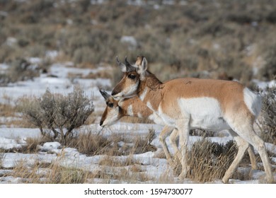 Two Pronghorn Deer In A Field