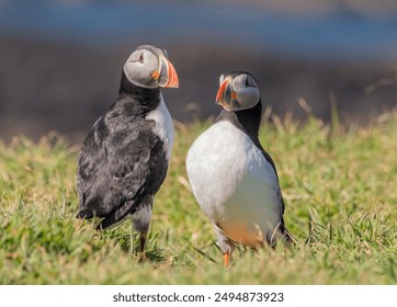 Two puffins one from the back looking to the right whilst the other is from the front looking at the other puffin. 