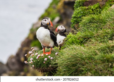 Two puffins standing on the edge of a cliff