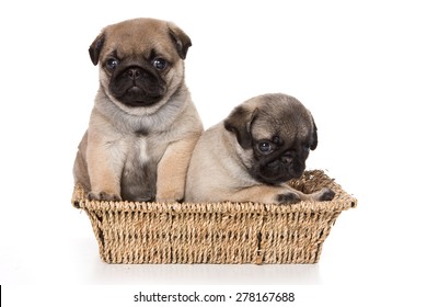 basket of pugs