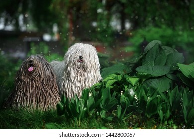 Fotos Imagenes Y Otros Productos Fotograficos De Stock Sobre Pet