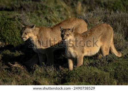 Two pumas stand side-by-side on sunlit scrubland