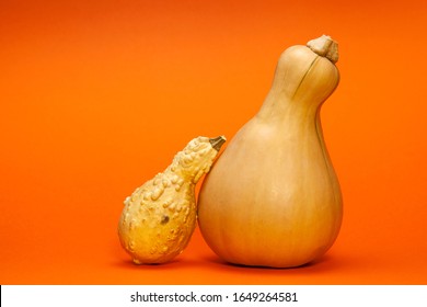 Two pumpkin-nut squash pear-shaped on an orange background. One fresh Butternut, another dried. Copy space. - Powered by Shutterstock