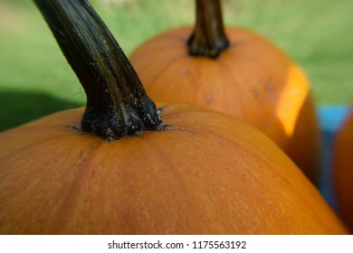 Two pumpkins close up