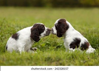 Two Puppies