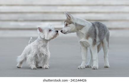 Dogs Talking To Each Other Stock Photos Images Photography Shutterstock