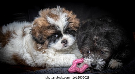 Two puppies playing with a teething ring