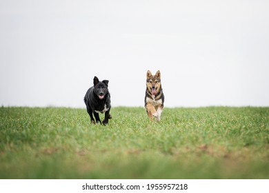 Two Puppies Running After The Ball