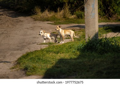 Two Puppies Running Down The Street In The Distance