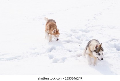 Two Puppies Running Through The Snow