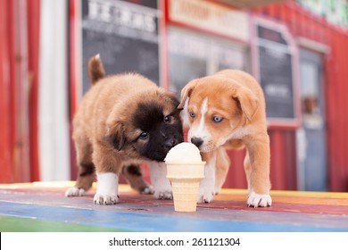 Two Puppies Sharing an Ice Cream Cone