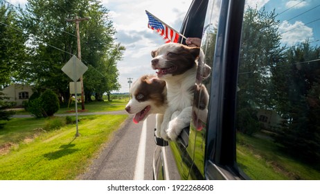 Two puppies travel in a car with the owner, a hand with the American flag peeps out of the window