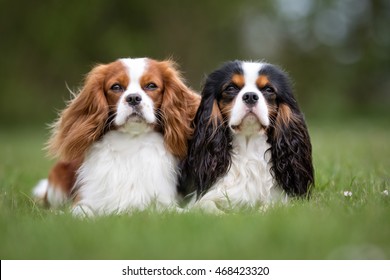 Two purebred Cavalier King Charles Spaniel dogs without leash outdoors in the nature on a sunny day.