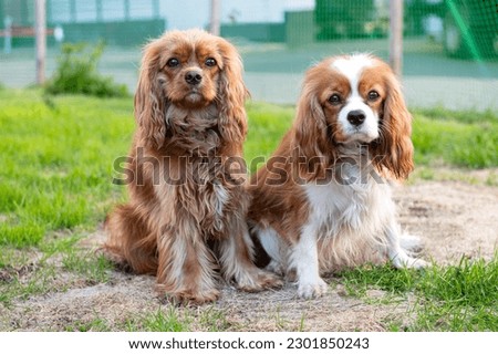 Two purebred dogs cavalier king charles spaniel without a leash in nature. brown color