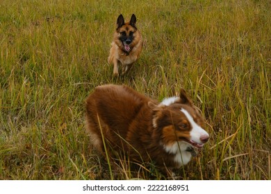 Two Purebred Dogs Run Fast And Play Catch Up On Green Grass. Australian And German Shepherd On Walk In Autumn Field. No People. View From Above. Angry Dog Face With A Grin.